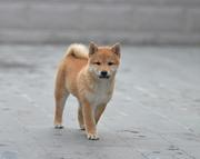 通化哪儿有纯种柴犬出生，纯种柴犬价位表