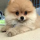 池州【茶杯犬正规专卖狗场】_正规店 茶杯犬多少钱一只