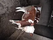 家里喂养的牛犊出售