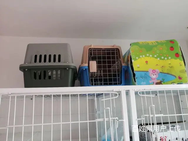 【搞定了！】出售猫航空箱的图片