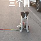 家里没有时间养