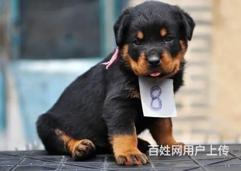 北京哪里有卖罗威纳 防暴犬罗威纳多少钱 纯种罗威纳的图片