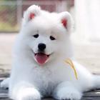 唐山萨摩耶怎么卖 纯种萨摩耶 萨摩耶价格 萨摩耶犬