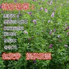 西宁目前紫云英种子价格