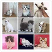 林芝猫舍地址卖猫的市场在哪