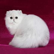 神农架纯种金吉拉猫舍 正规猫舍家庭式繁育