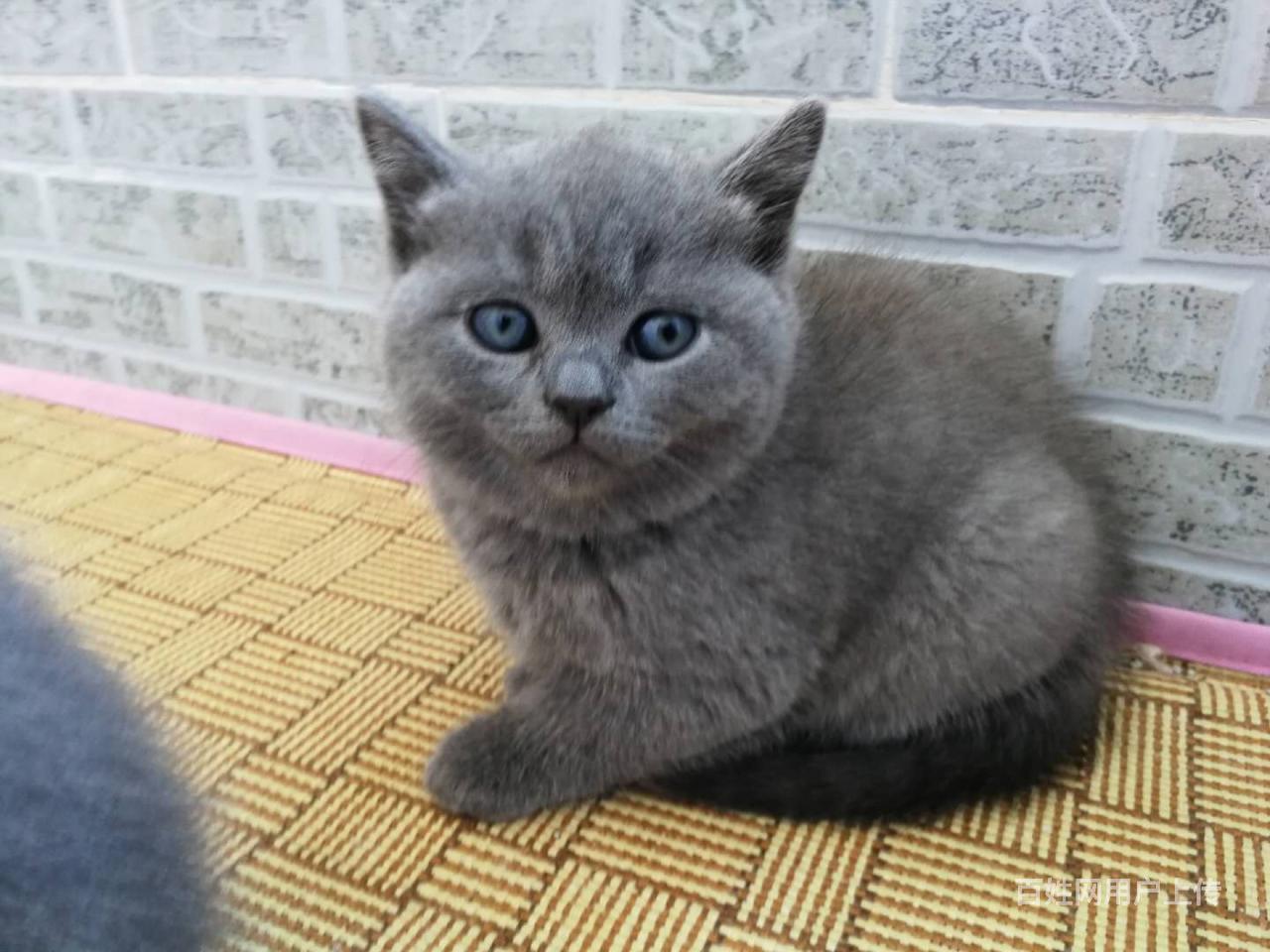 英短蓝猫 虎斑 渐层 豹猫弟弟妹妹 2-3个月