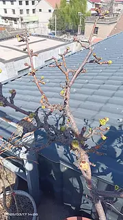 甜梨树