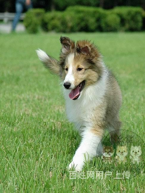 苏格兰牧羊犬图片,北京哪有卖苏牧的?多少钱一只