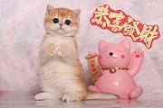 哪里有金渐层卖的 短毛猫多少钱 银渐层好养吗