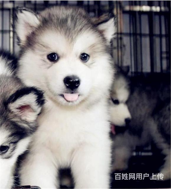 通辽纯种阿拉斯加去哪儿卖▲纯种阿拉斯加犬舍的图片