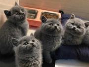 曲靖哪里出售蓝猫 蓝猫多少钱 蓝猫图片
