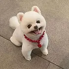 枣庄国内宠物托运公司