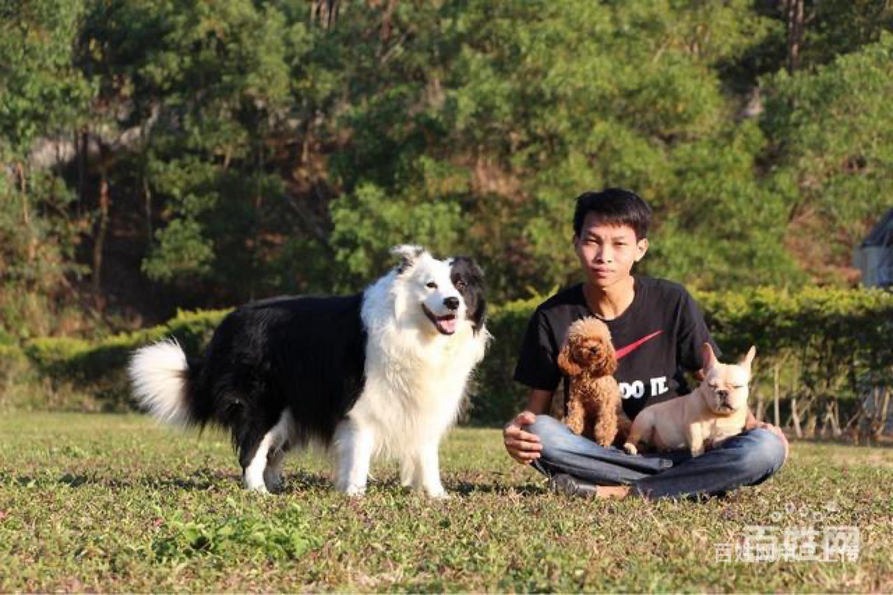 佛山训犬学校/训狗学校专业狗狗培训,大型专业狗狗训练学校