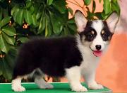白山哪里有卖柯基犬，柯基犬市场价格