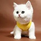 宜昌出售英短美短蓝白蓝猫.拒绝病猫-会猫砂-诚信