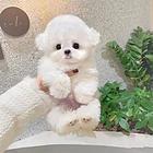 本地推荐精品纯种健康比熊犬纯种健康可签协议