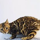 昆明出售纯种孟加拉豹猫 豹猫图片纯种豹猫多少钱