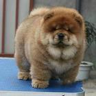 松狮犬出售 松狮犬哪里有卖 纯种松狮好不好养