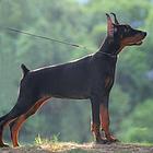 纯种出售 德系杜宾犬公母幼犬。血统纯正,骨骼大