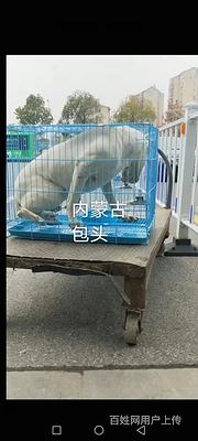 2022包头市宠物托运-包头市活体运输-门到门接送