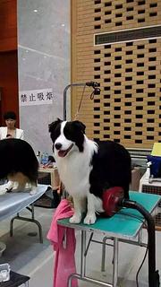 嘉兴哪卖边牧，哪有边牧，谁家的边牧靠谱