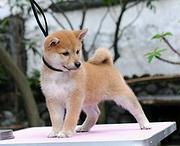 池州想买柴犬的幼犬 哪里有卖柴犬多少钱一只