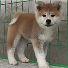 金华哪里可以买到精品秋田犬 秋田连锁店