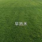 广元新的早熟禾草籽价格