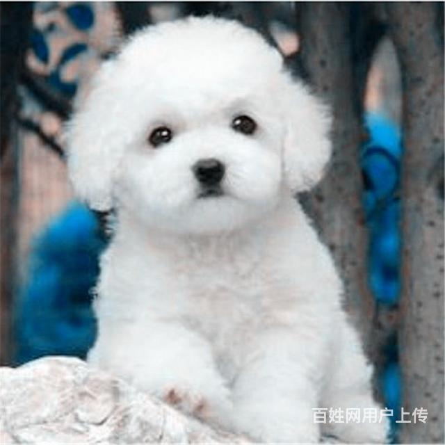 锦州哪里可以买到精品比熊犬 比熊连锁店的图片