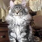 哪里有缅因猫卖的 无病无廯 双血统缅因猫多少钱