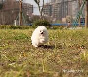 唐山【同城有门店】博美犬舍唐山博美