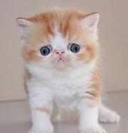 出售大包子脸加菲猫 专业繁殖纯种健康的猫咪