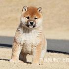 白山买柴犬去哪家店靠谱靠谱柴犬卖家