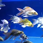 精品球体蝴蝶鲤品种全价格低