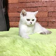 楚雄哪里有卖纯种银渐层的猫场基地，本地银渐层价格