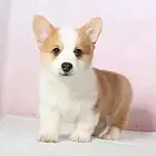 【CKU犬舍】嘉兴靠谱柯基犬舍  健康纯种保养活
