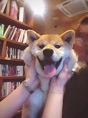 玉溪优莱豆柴犬舍，豆柴价格，豆柴多少钱一只