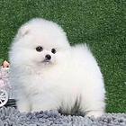 出售哈多利俊介茶杯体博美幼犬 市内免送货