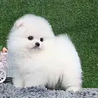 出售哈多利俊介茶杯体博美幼犬 市内免送货