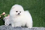 CKU认证犬舍出售博美 博美幼犬 终身质保