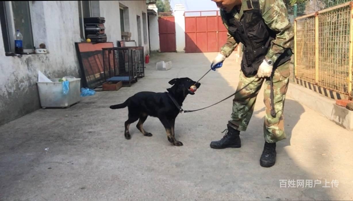 武汉市哪里有训犬学校武汉训狗学校武汉训犬基地