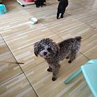 出售小体贵宾犬