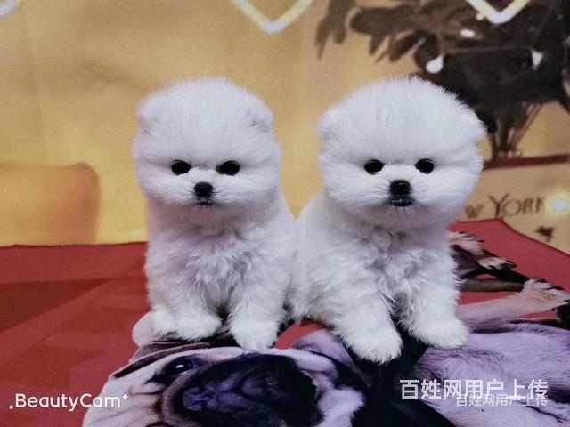 迪庆金毛狗场地址金毛狗场位置的图片