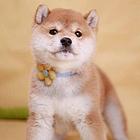 赛级双血统柴犬、纯种日本柴犬出售、同城上门送货