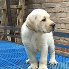 纯种拉布拉多幼犬冠军级后代保健康签协议带证书