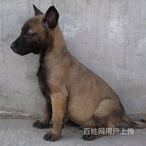 高品质的马犬幼犬出售 疫苗做完 邯郸马犬多少钱一只