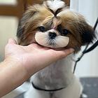 纯种西施犬多少钱一只 西施幼犬价格多少钱 西施智商
