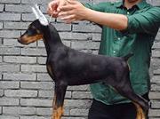出售纯种杜宾犬幼犬  纯种杜宾犬 公母都有