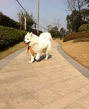 鞍山哪里有卖萨摩耶犬，萨摩耶市场价格